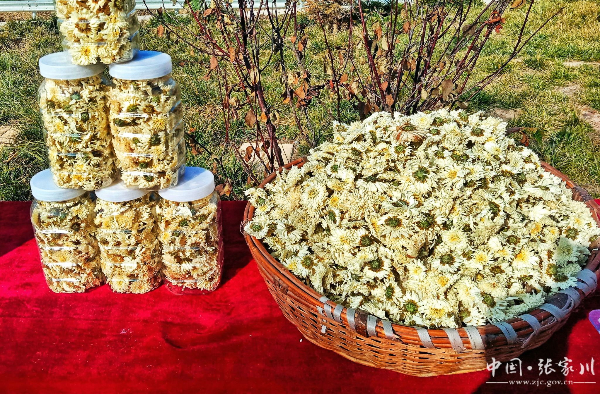 乡村行看振兴马关镇白菊花结出富民果