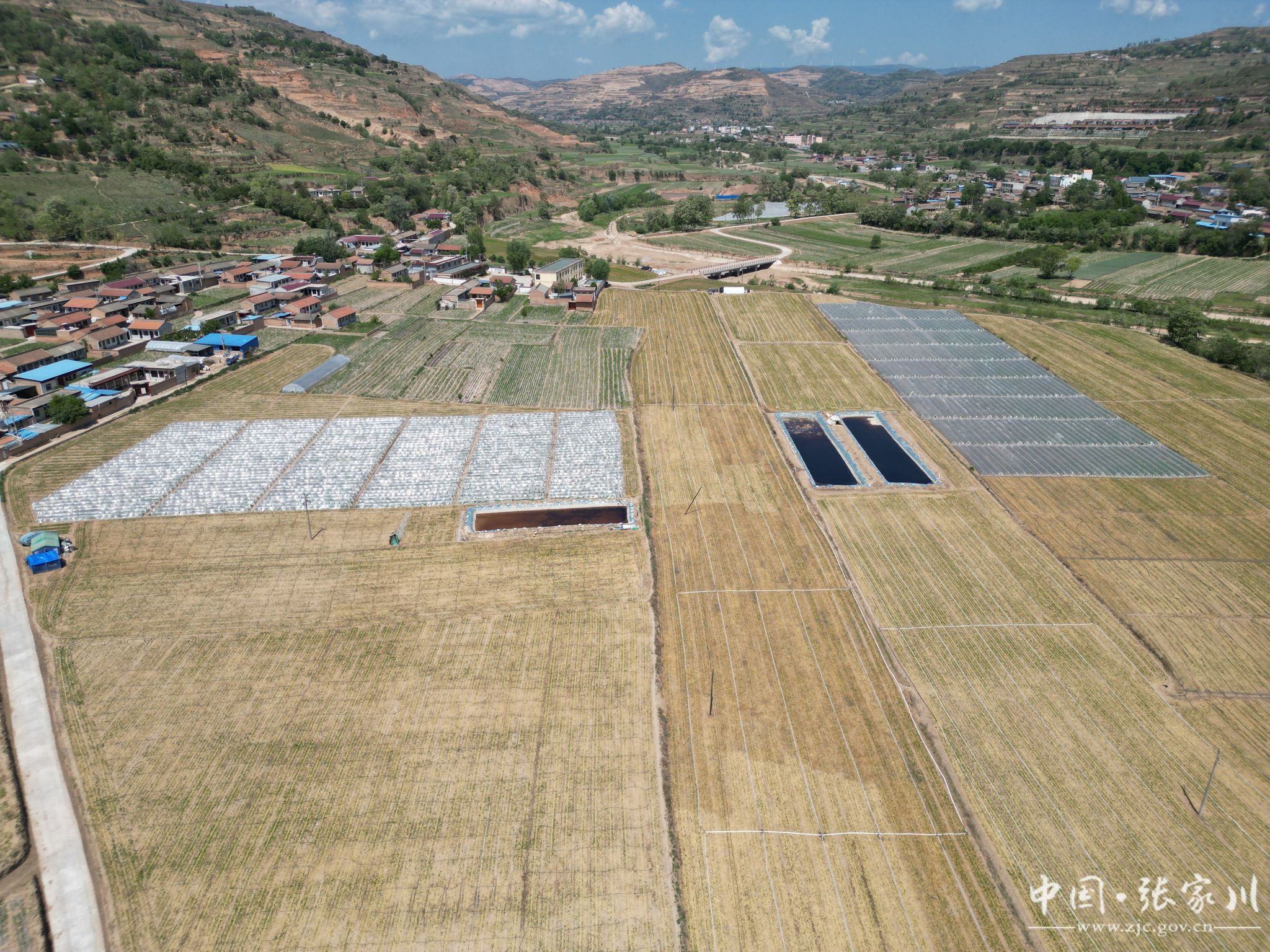 川王镇小河村:200亩小拱棚半夏开辟"致富良方"