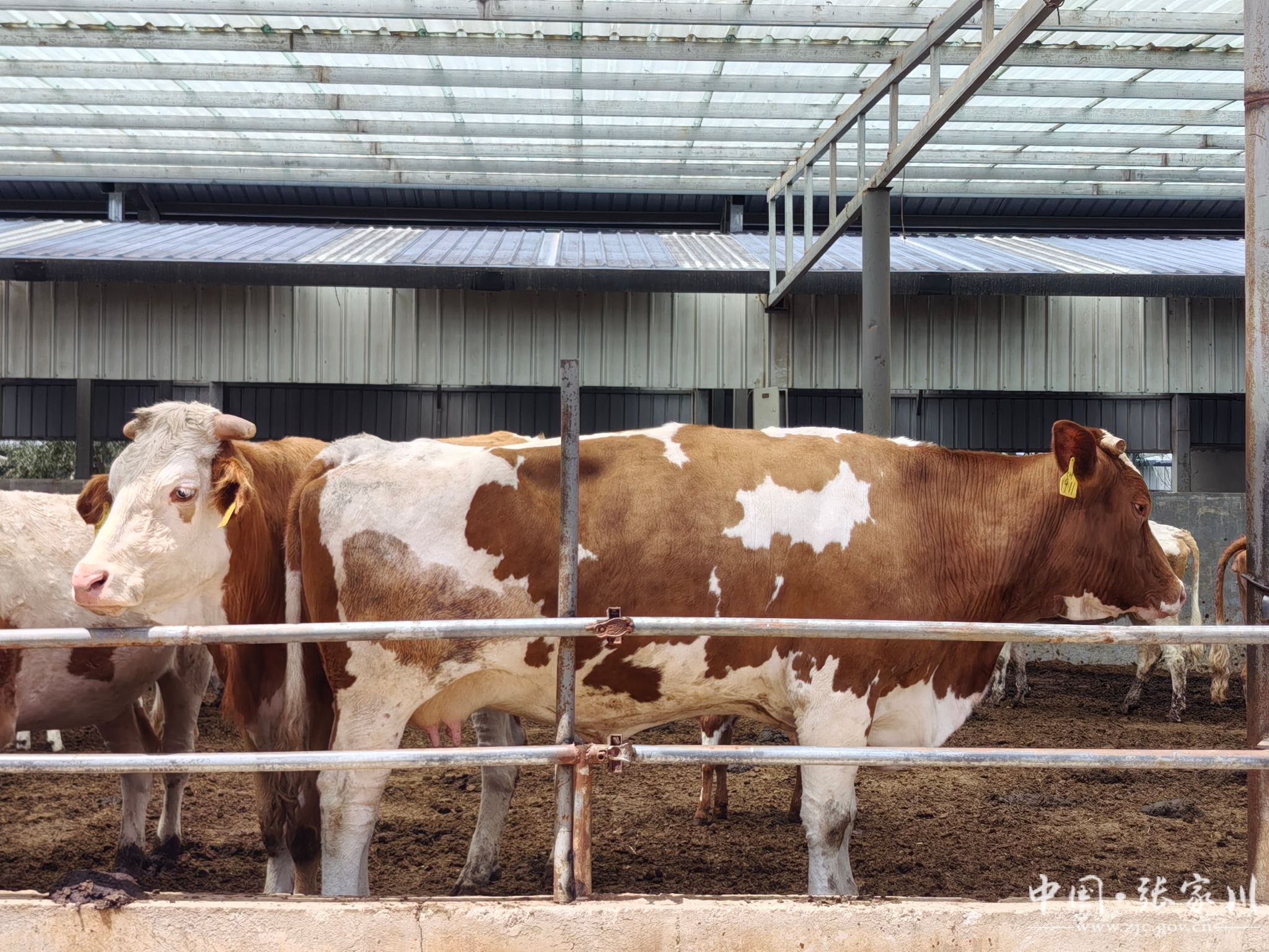 张家川县规模化养殖助推畜牧业提质增效