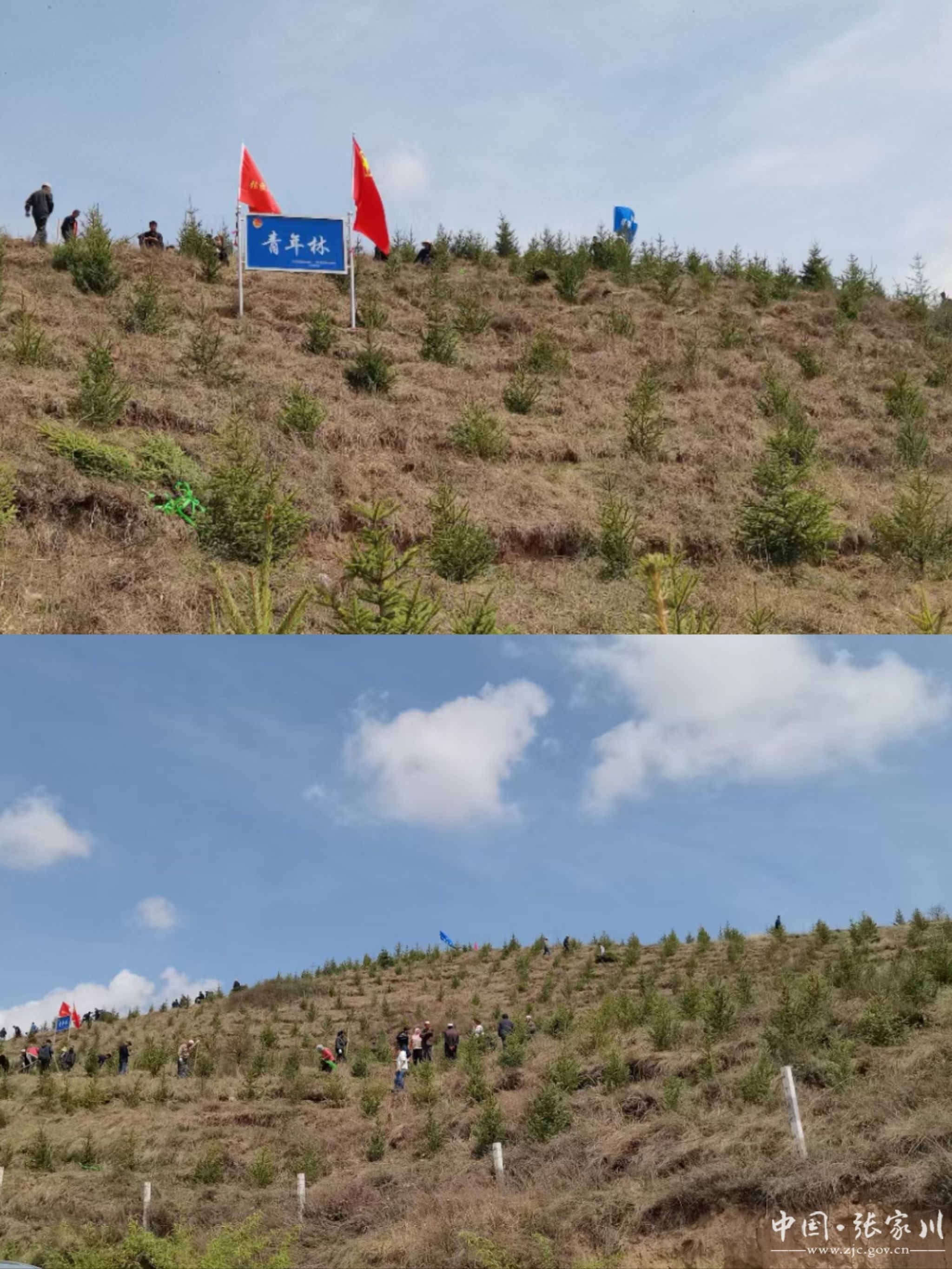 共植青年林 汇聚青联情 共青团张家川县委组织开展青年林植树活动