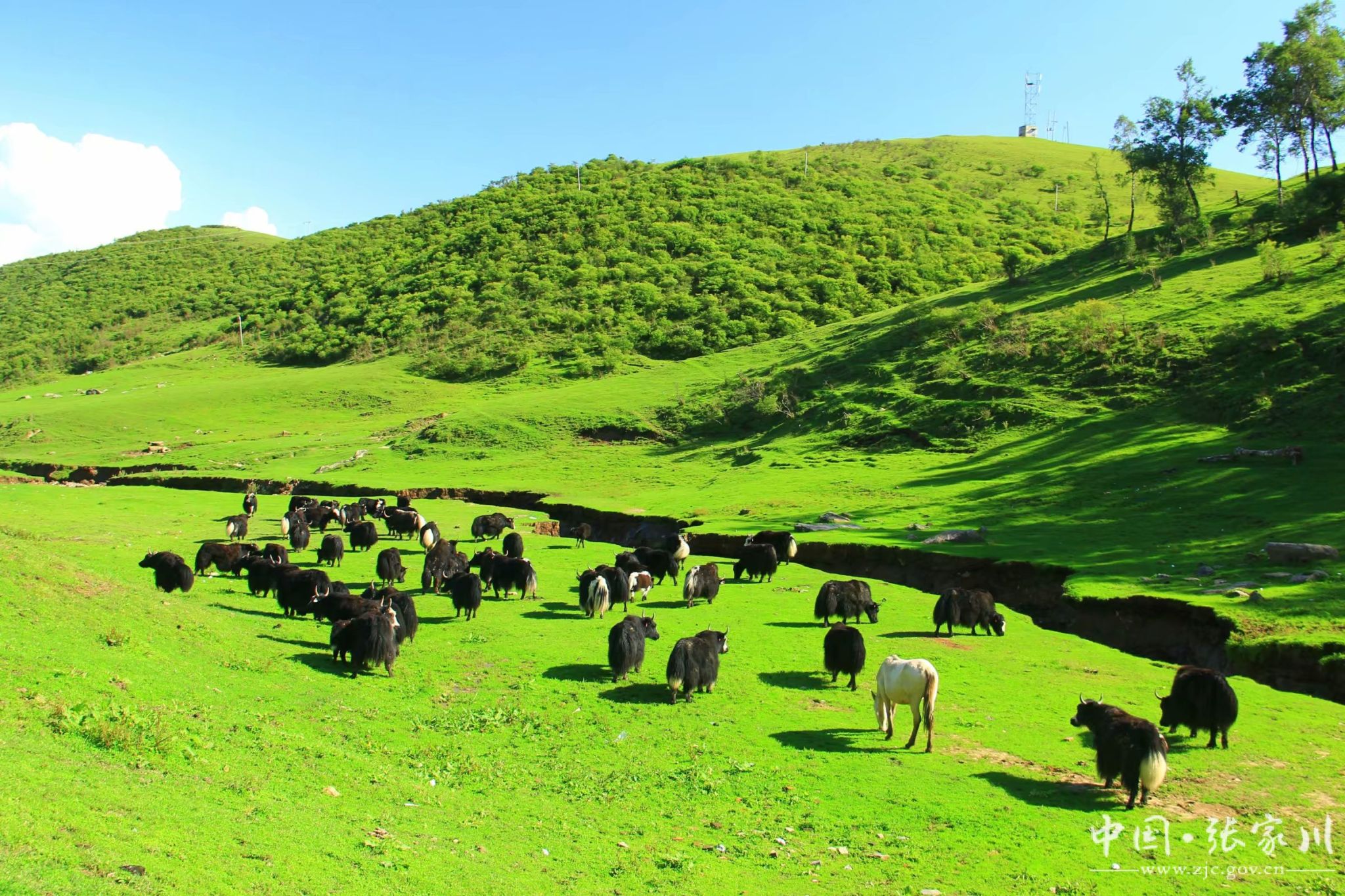 大美张家川摄影展入展作品三