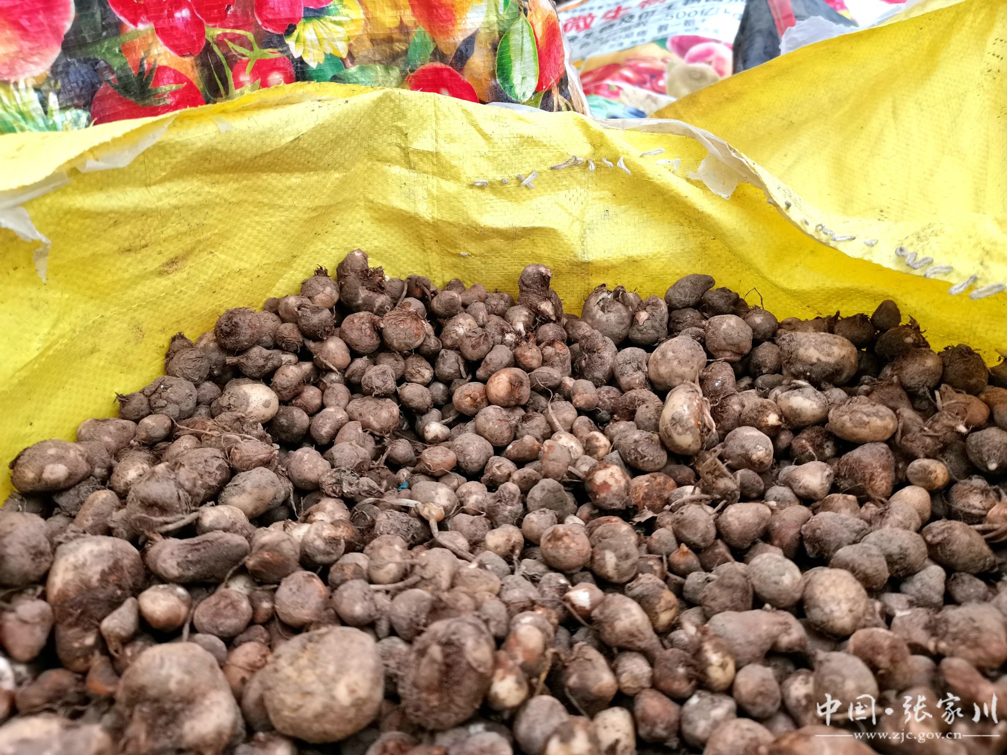 农民丰收张家川县恭门镇小半夏开出致富大药方