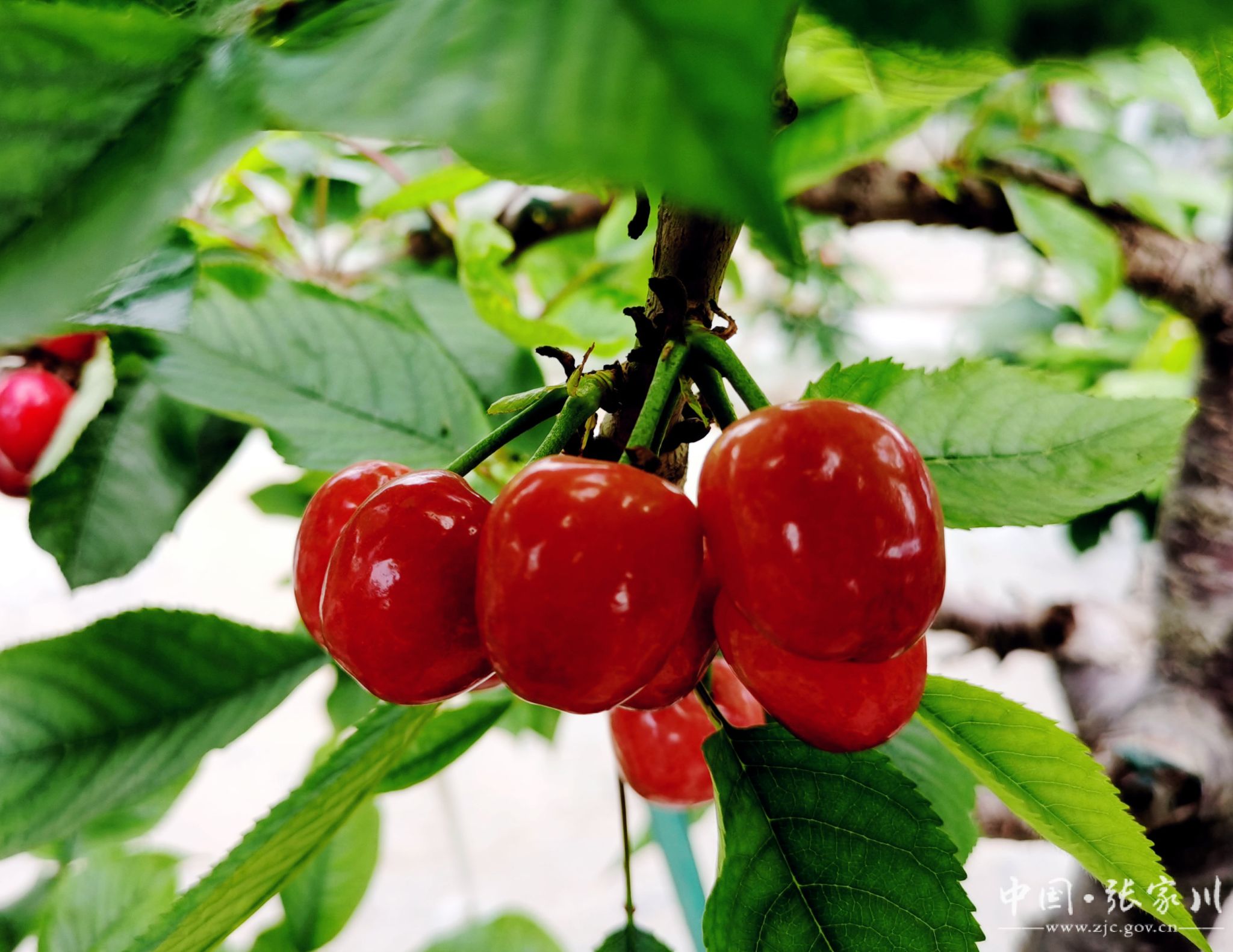 春访三农张家川县大樱桃错峰上市清明邀您来
