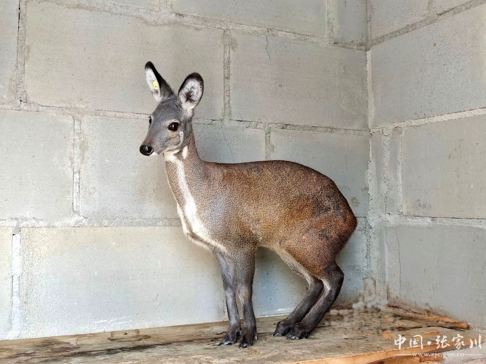 乡村行看振兴梁山镇岳山村林麝养殖让小村庄飘来致富香