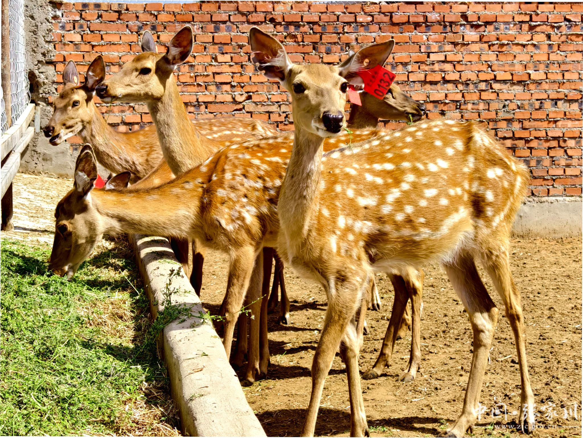 张家川县:梅花鹿变身致富鹿 新质生产力助力乡村振兴