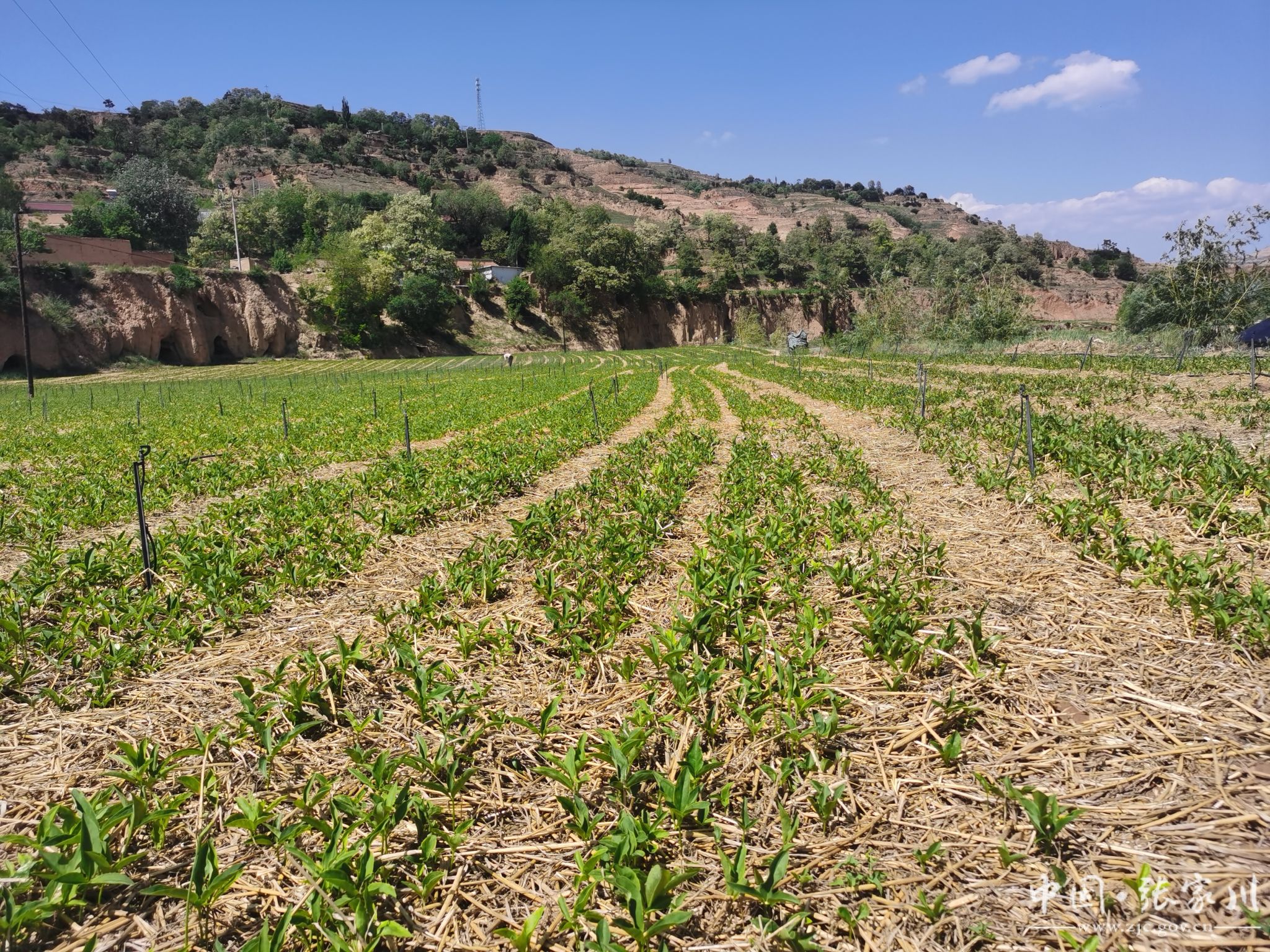 川王镇小河村:200亩小拱棚半夏开辟"致富良方"