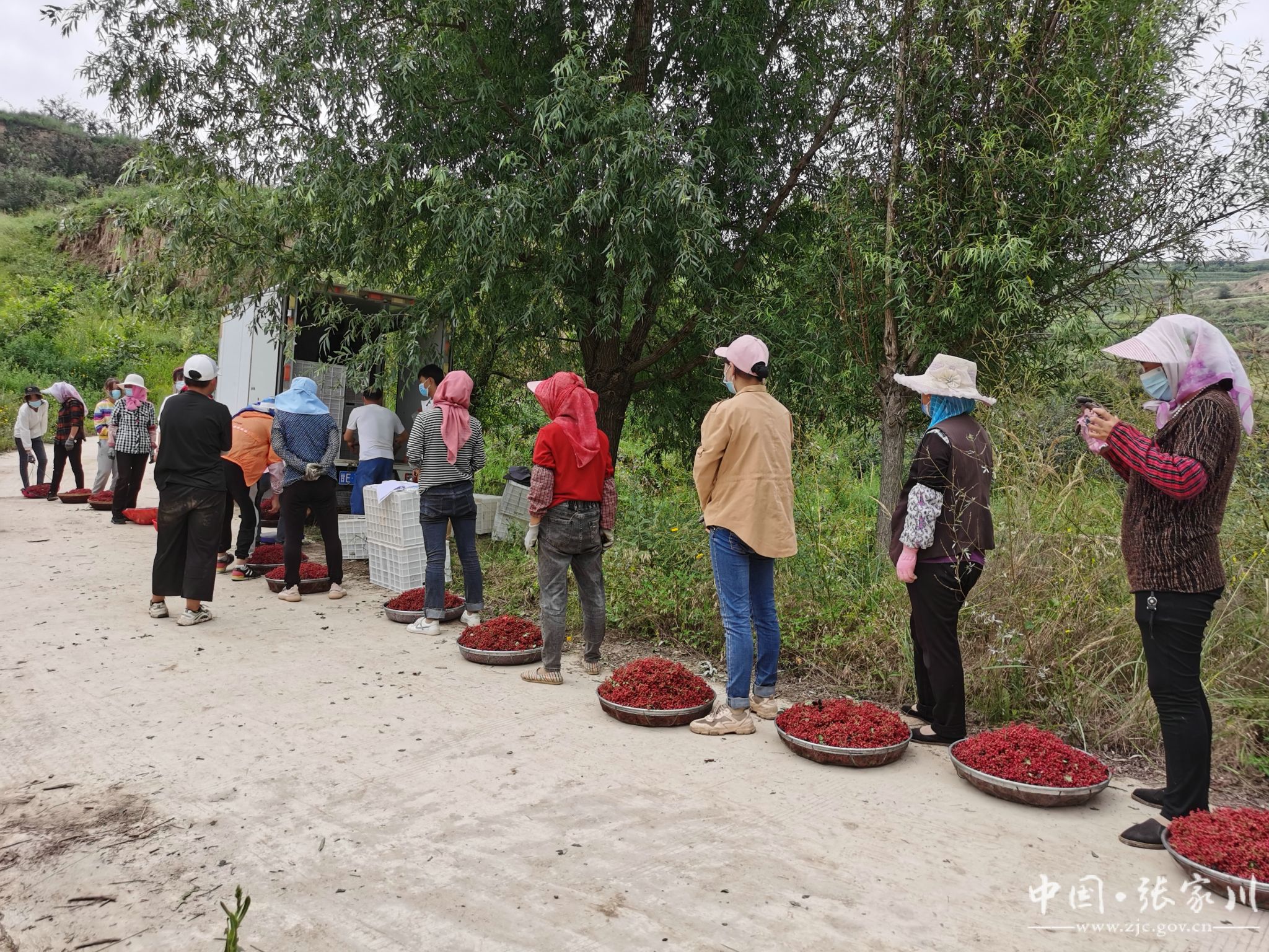 阿阳人物龙耀珠耕一片乡间沃土带一方乡邻致富