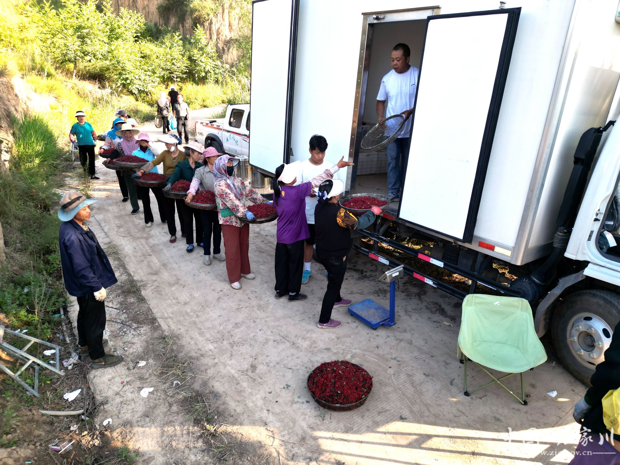 张家川县马关镇千亩花椒步入采摘季