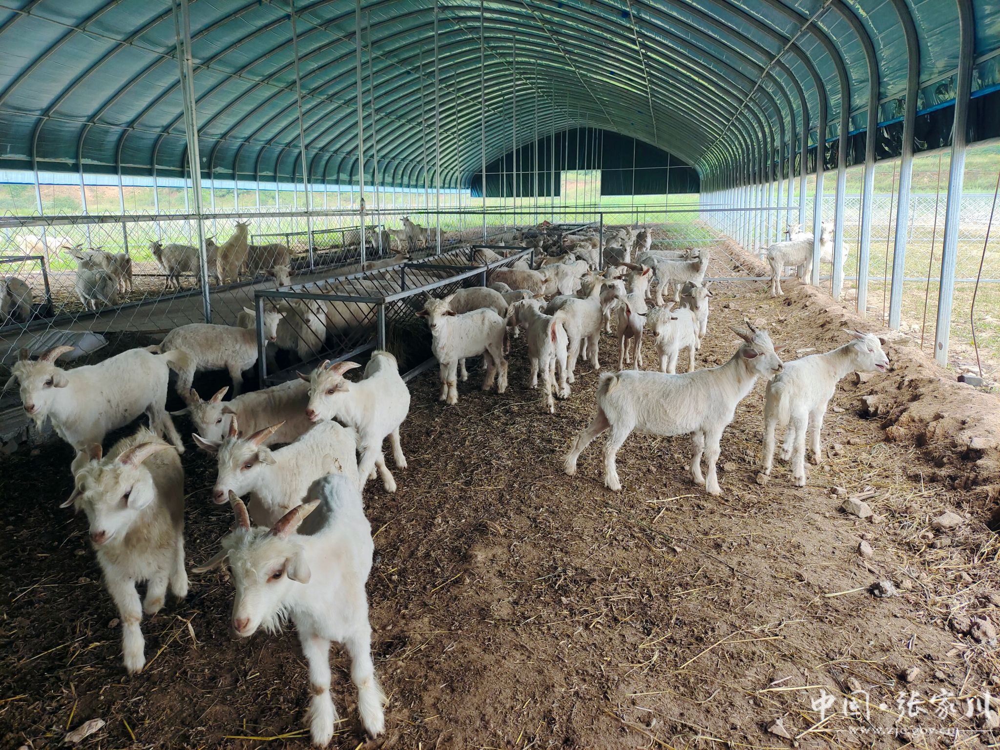 走进位于闫家乡朝阳村二组的甘肃秦邑牧昶生态农业有限公司养殖基地