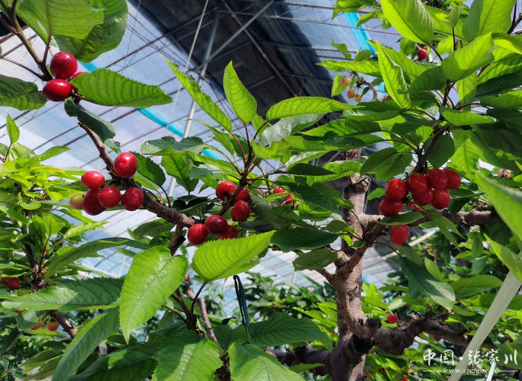 春访三农张家川县大樱桃错峰上市清明邀您来