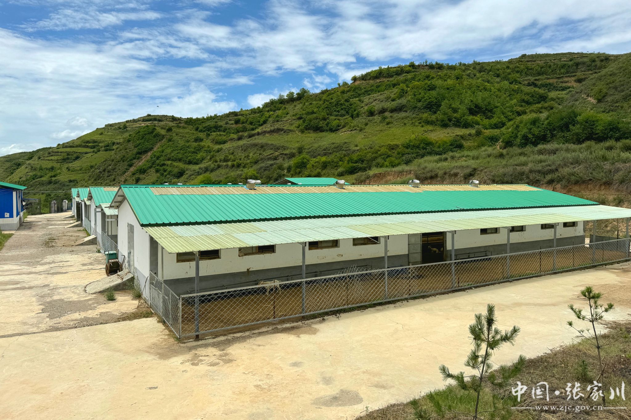 阿尔巴斯绒山羊养殖唱响张家川发展"新牧歌"