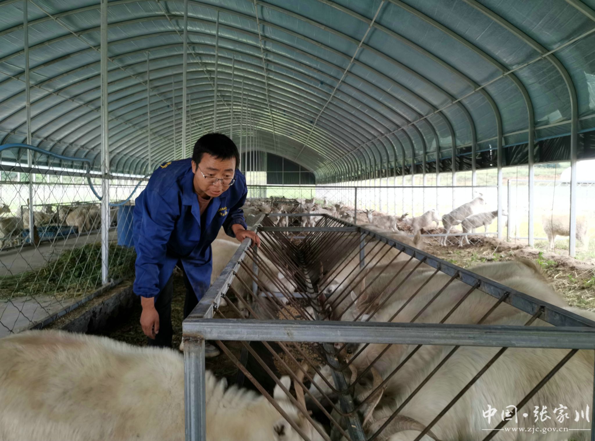走进位于闫家乡朝阳村二组的甘肃秦邑牧昶生态农业有限公司养殖基地