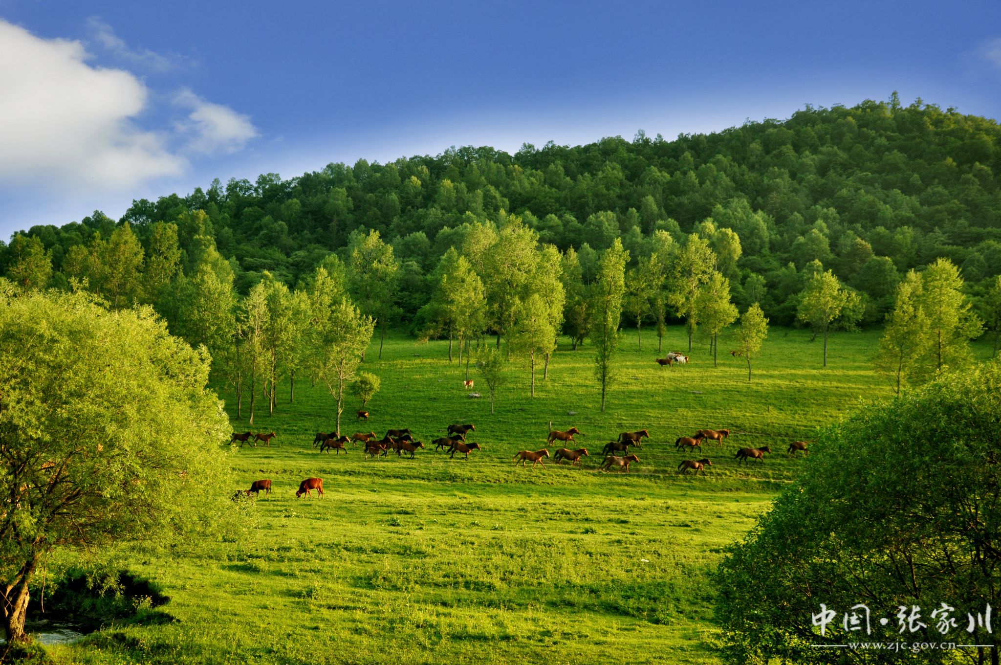大美张家川摄影展入展作品一