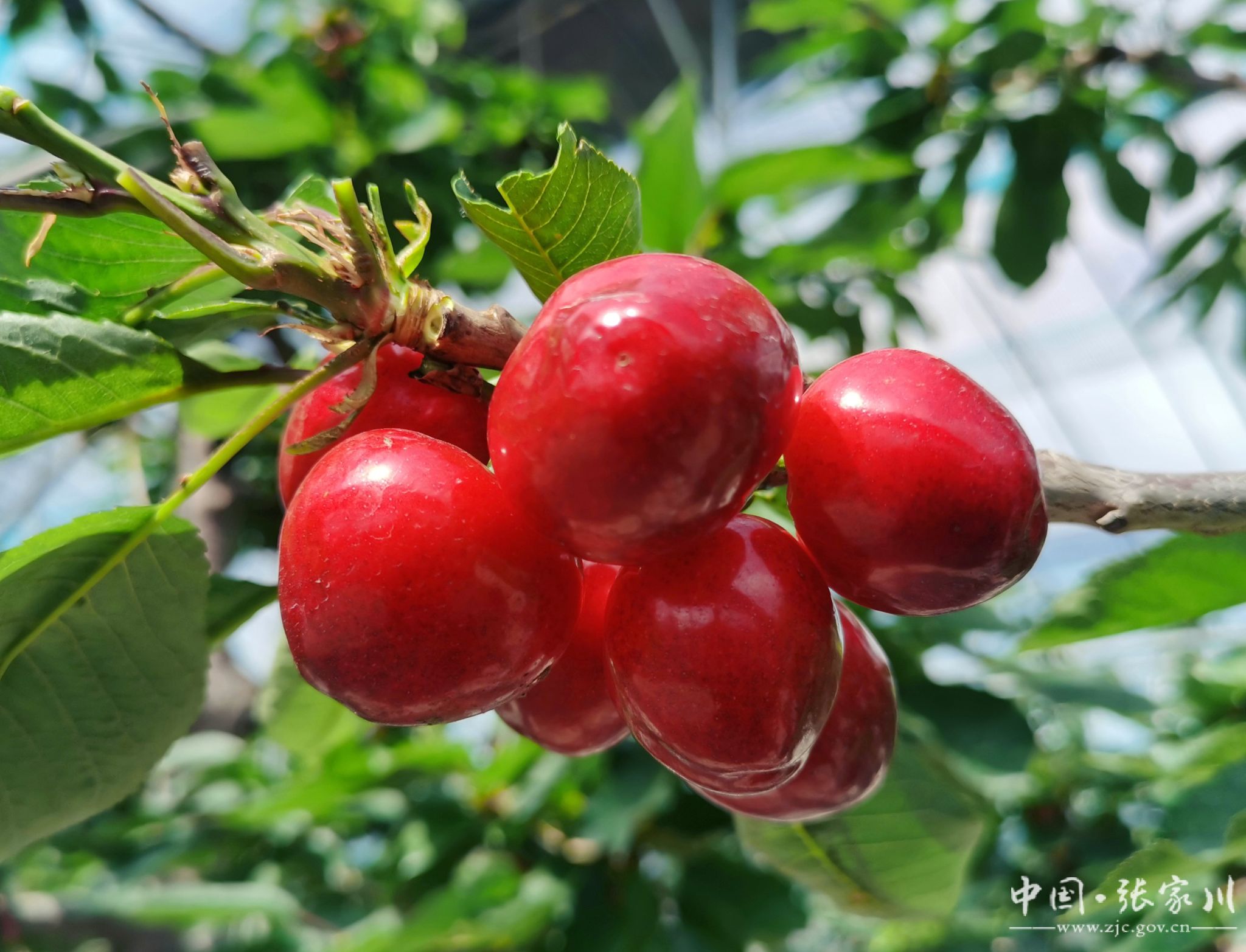 春访三农张家川县大樱桃错峰上市清明邀您来