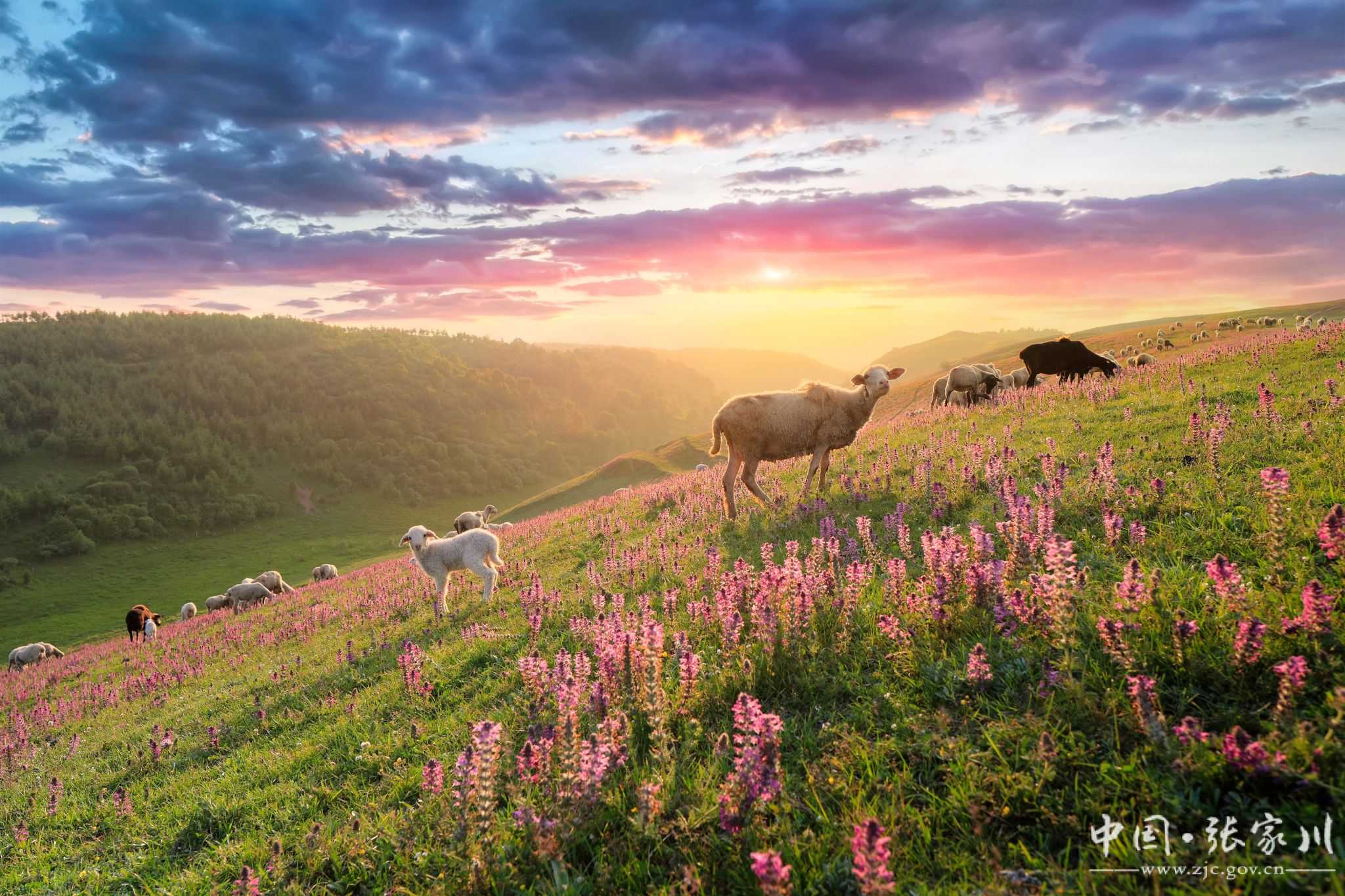 大美张家川摄影展入展作品七