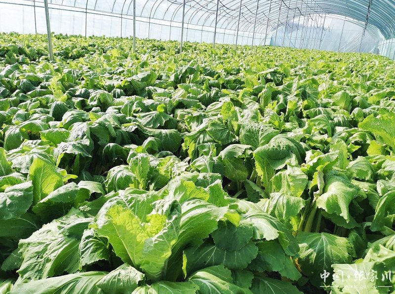 乡村行看振兴张棉驿大棚蔬菜保障冬季菜篮子供应