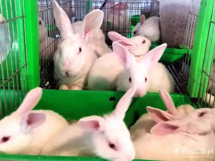 甘肃张家川:肉兔养殖产业链跃动新活力 甘肃张家川:肉兔养殖产业链跃动新活力