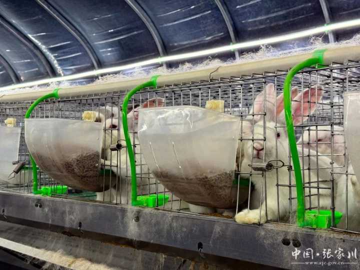 甘肃张家川:肉兔养殖产业链跃动新活力 甘肃张家川:肉兔养殖产业链跃动新活力