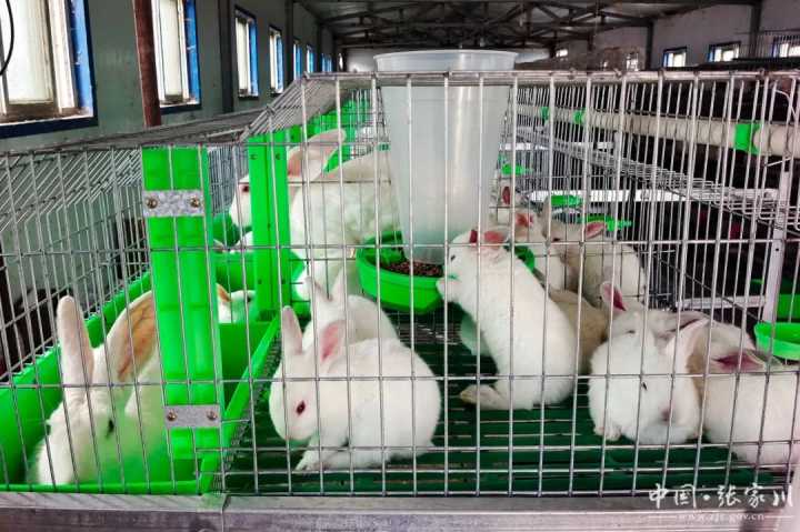 甘肃张家川:肉兔养殖产业链跃动新活力 甘肃张家川:肉兔养殖产业链跃动新活力