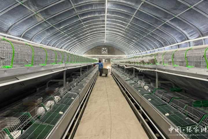 甘肃张家川:肉兔养殖产业链跃动新活力 甘肃张家川:肉兔养殖产业链跃动新活力