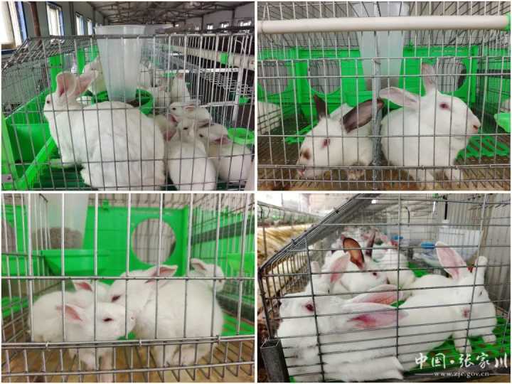 甘肃张家川:肉兔养殖产业链跃动新活力 甘肃张家川:肉兔养殖产业链跃动新活力