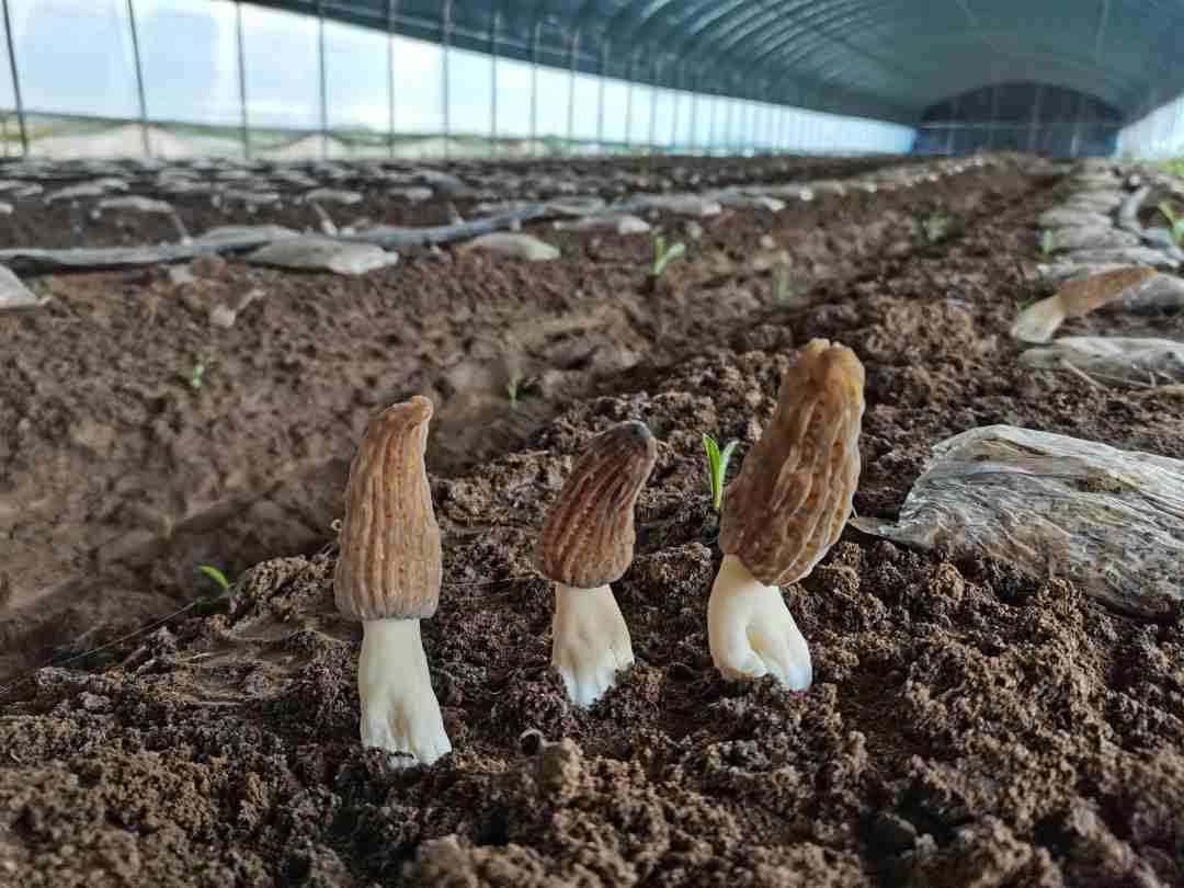 1681266852421009.jpg?x-oss-process=style/w10 22.jpg?x-oss-process=style/w10