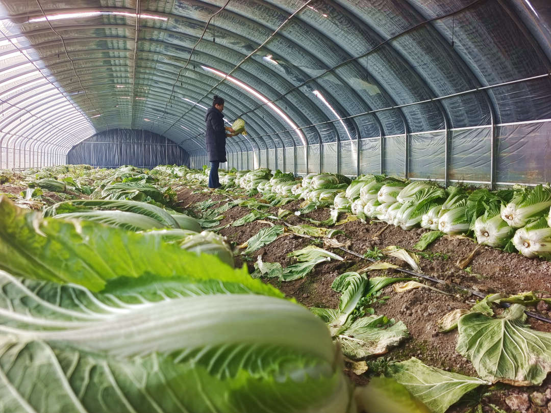 1705901981905156.jpg?x-oss-process=style/w10 5c804d88cbbc50e06ddb0b70845a12a.jpg?x-oss-process=style/w10